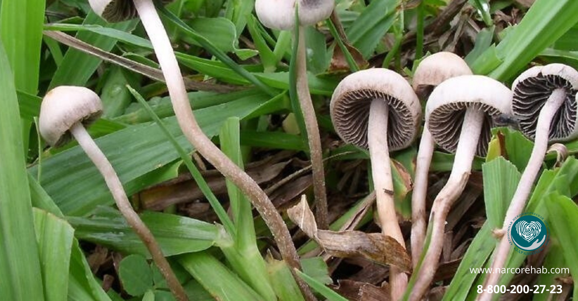 Действие галлюциногенных грибов:: миниатюра