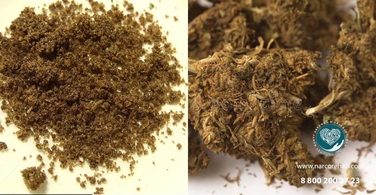 Камень наркотик марихуана почему листья сохнут