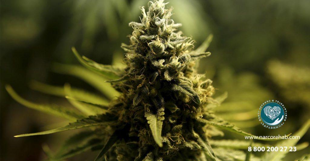 Бывают ли ломки от марихуаны листья конопли что обозначает