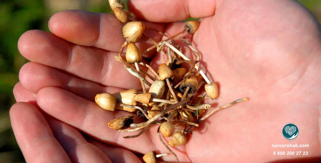 Псилоцибин: симптомы и последствия употребления | Передозировка ...