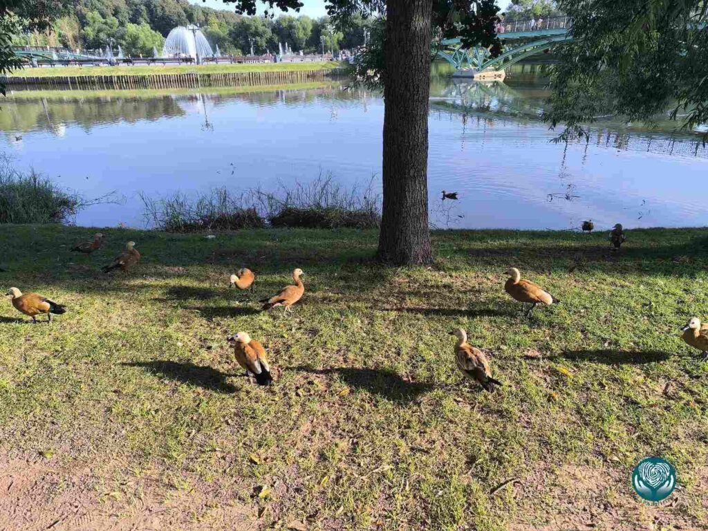 Прогулка в Царицыно