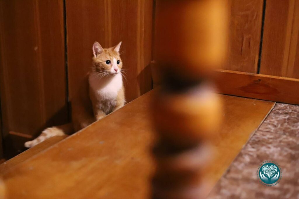 Кот