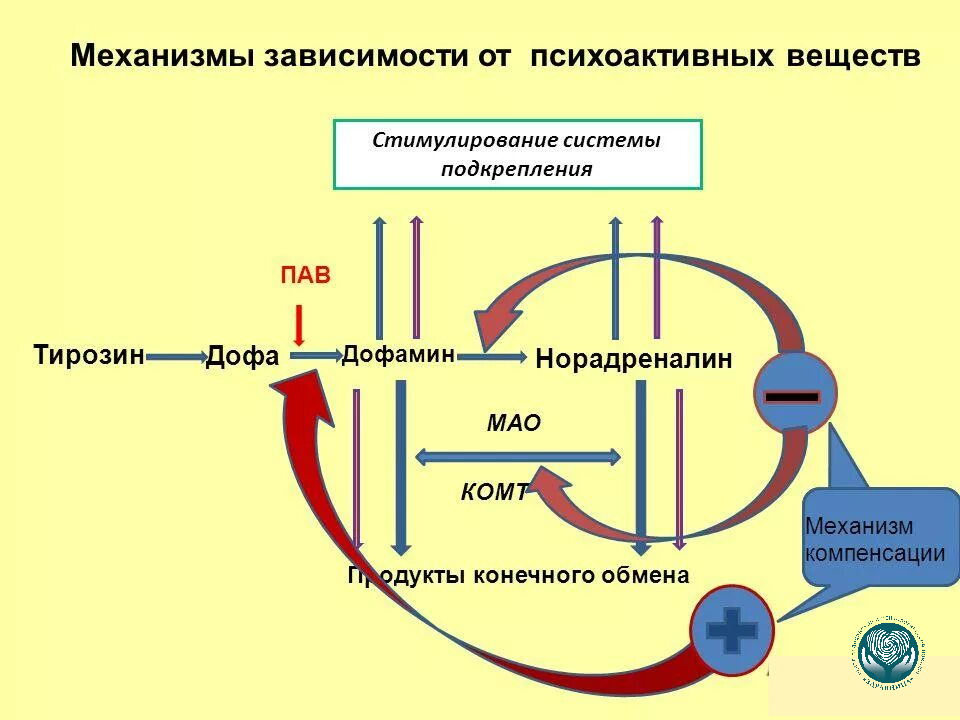 схема влияния наркотиков на дофаминовую систему