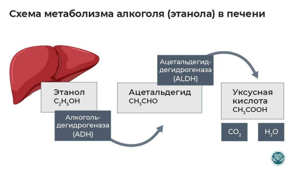 Метаболизм алкоголя в организме человека - схема печени и ацетальдегида