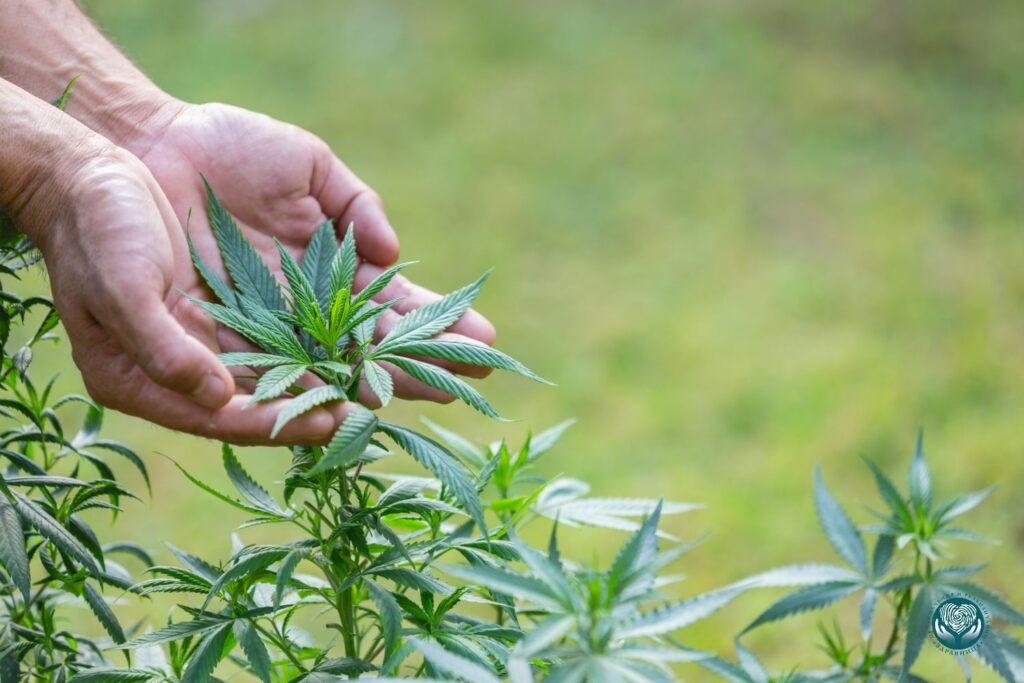 Влияние марихуаны на мозг и когнитивные функции