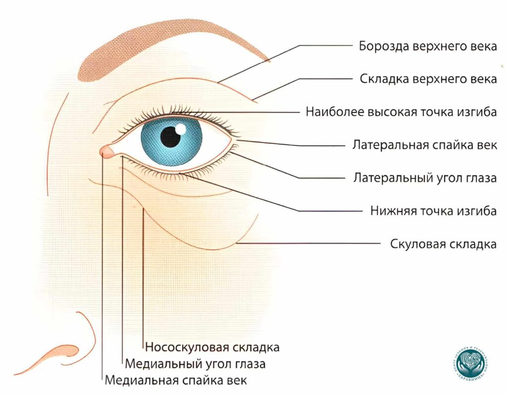 Локализация подёргивания века: верхнее, нижнее, угол глаза
