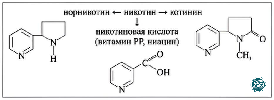 Схема выведения никотина и котинина из организма