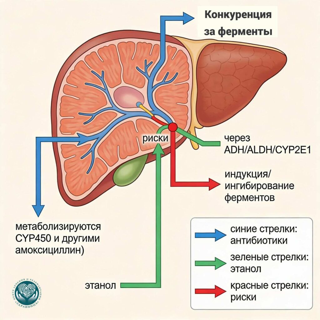 Схема взаимодействия антибиотиков и этанола в печени