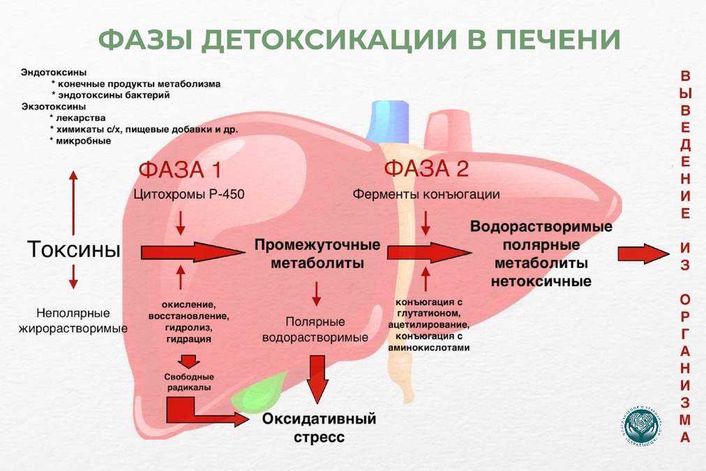 Роль печени в процессе детоксикации организма