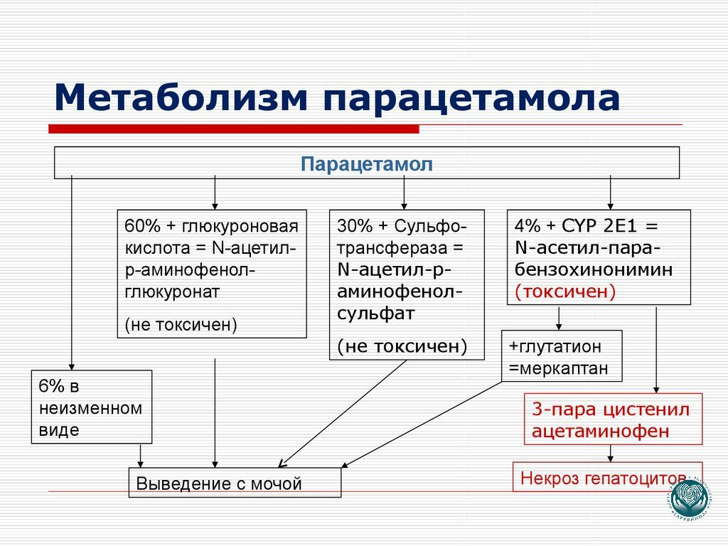 Схема метаболизма парацетамола в печени и образование токсичных метаболитов