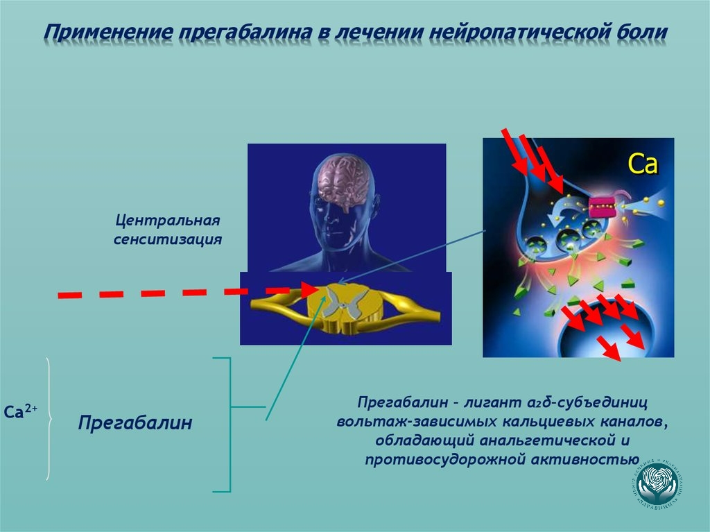 Прегабалин при эпилепсии - механизм действия