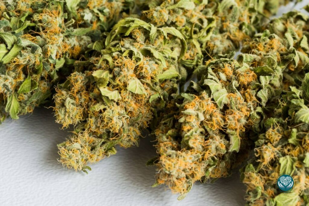 Конопля - источник каннабиноидов